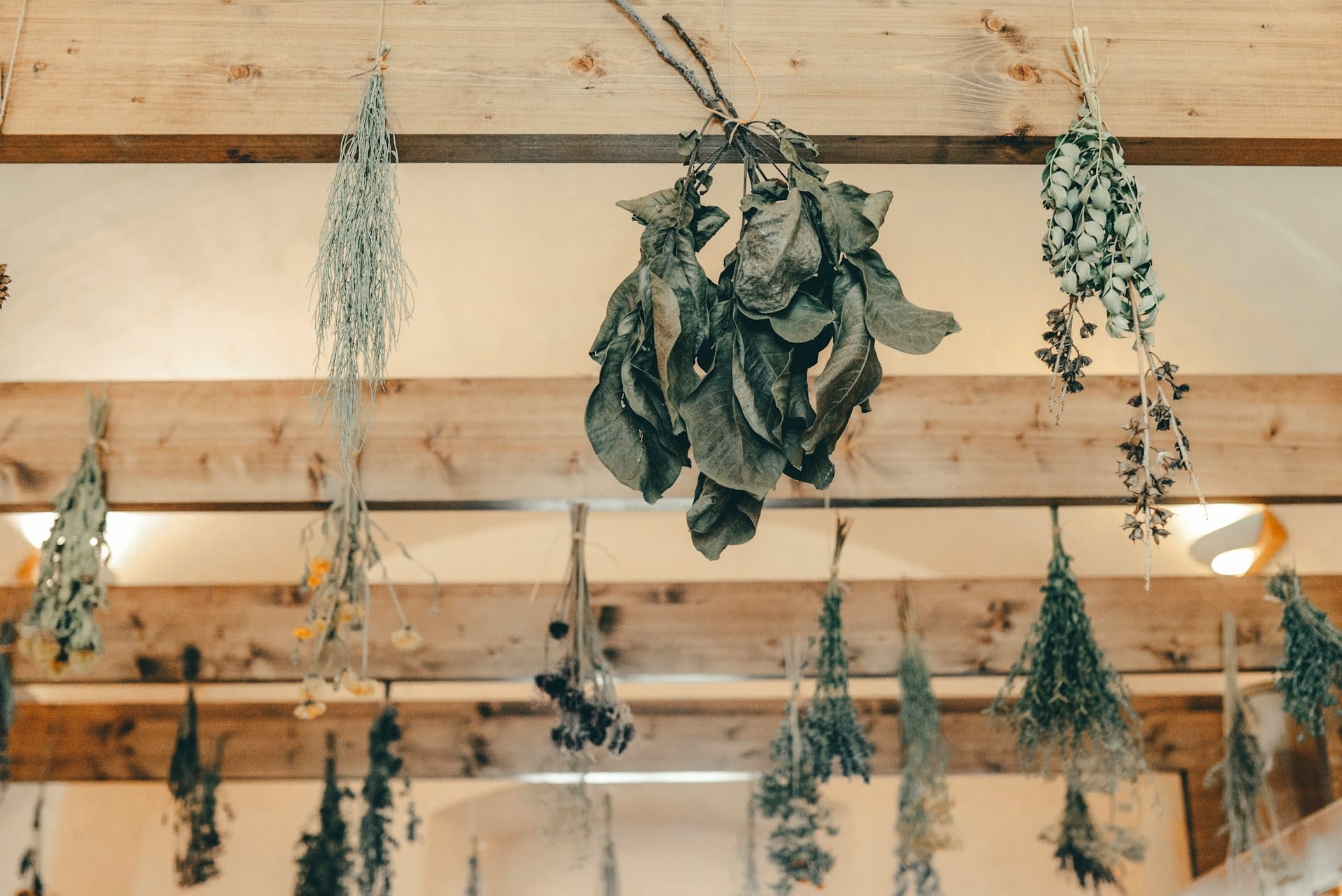Aprenda os cuidados para secar ao natural de forma eficaz e segura as ervas aromáticas durante o ano para utilização futura