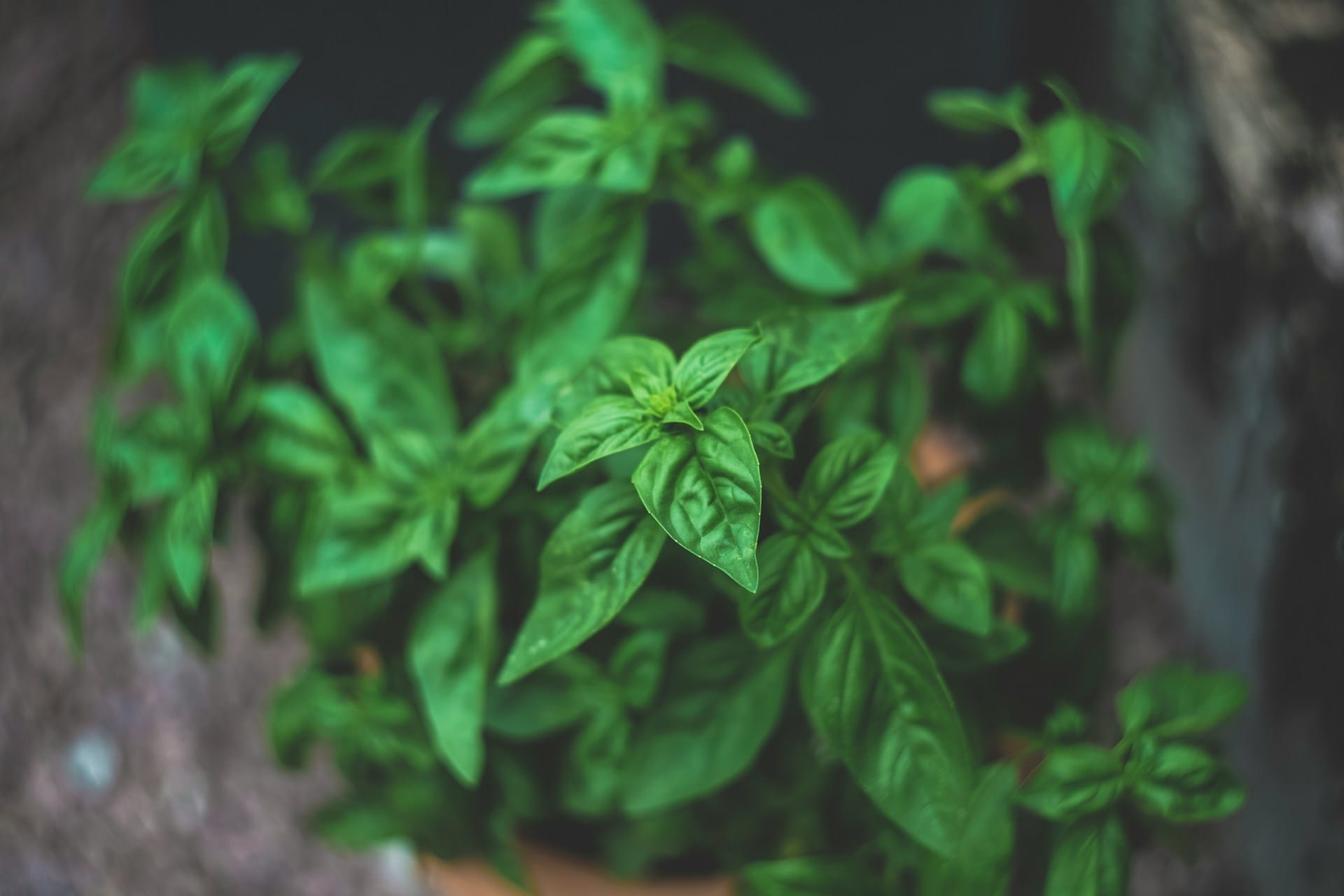 Aprenda a escolher as ervas aromáticas que melhor se adequam à localização da sua horta ou varandim tendo em conta a exposição solar e o vento