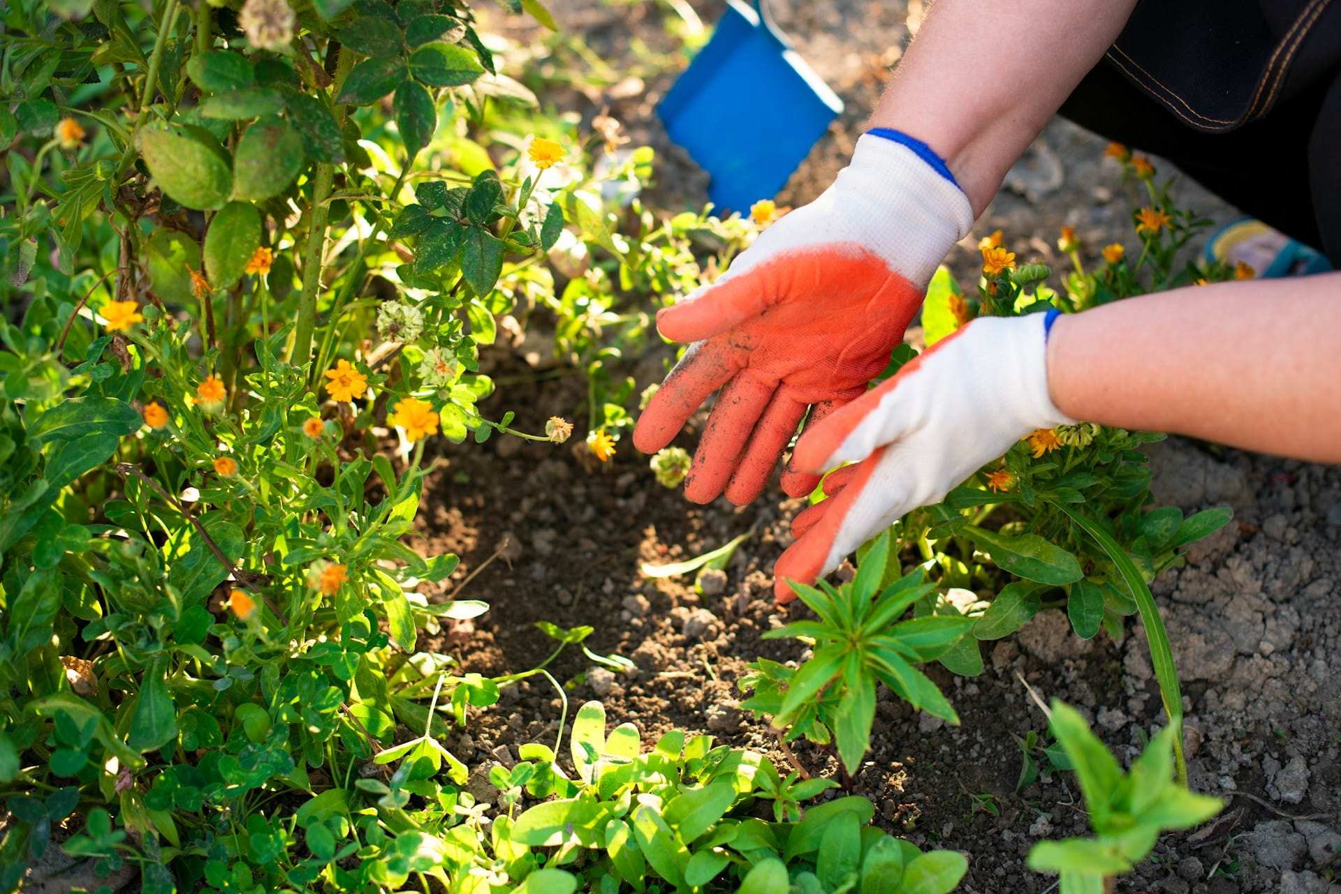 Saiba como reforçar os nutrientes do solo das suas plantas de interior e exterior de forma simples e natural