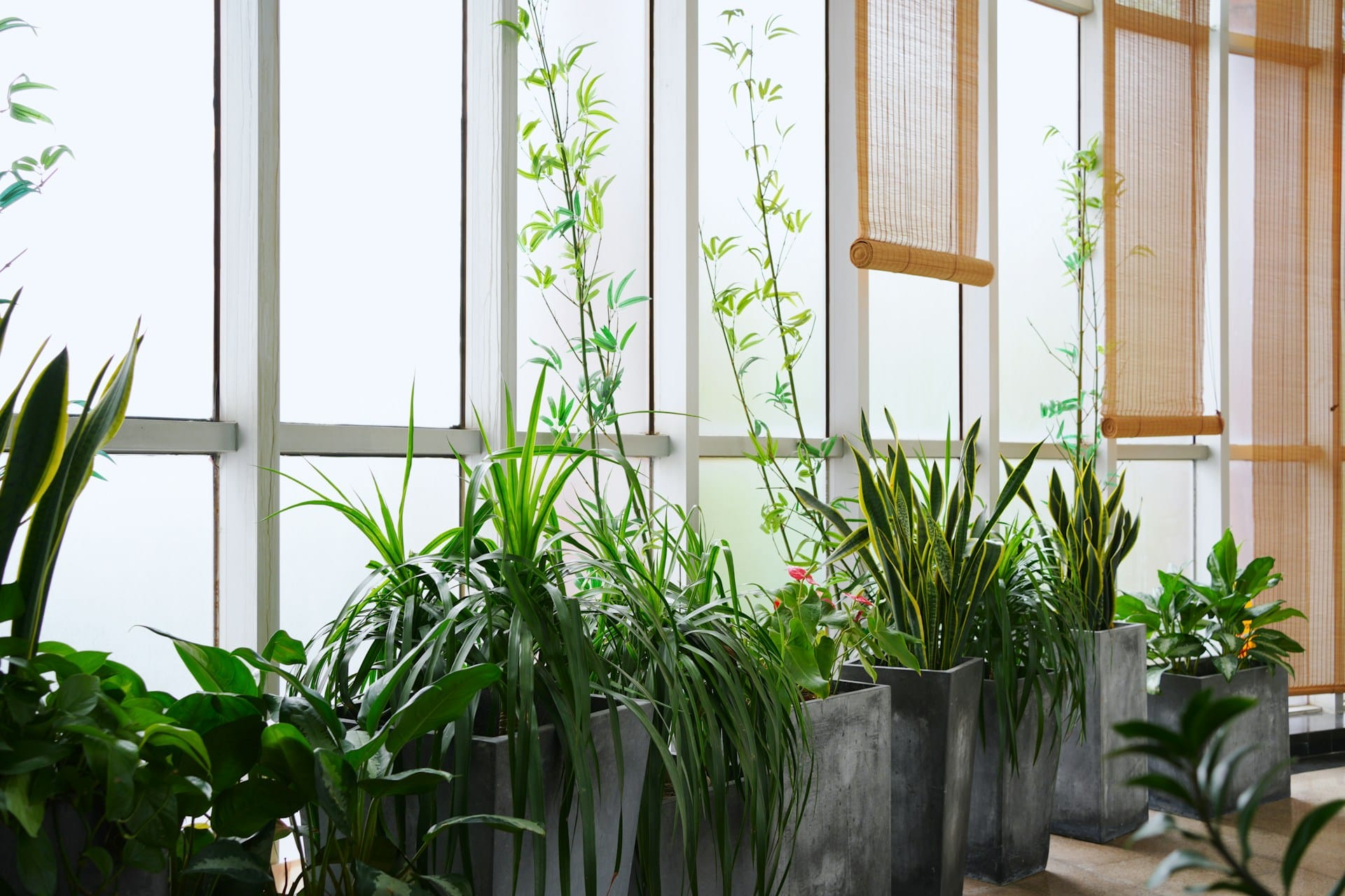 Dicas naturais e sustentáveis para manter as plantas saudáveis seguindo as suas necessidades básicas e simples