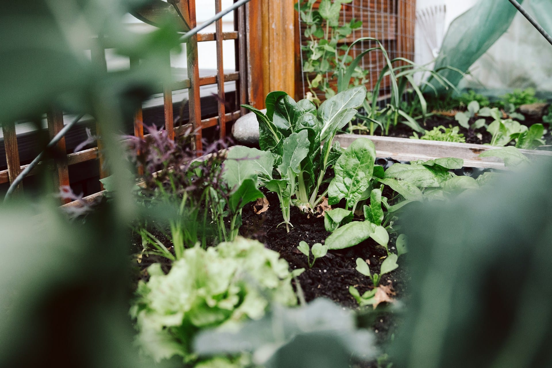 Aprenda a cuidar das suas plantas desde o momento em que chegam a sua casa de forma natural e simples