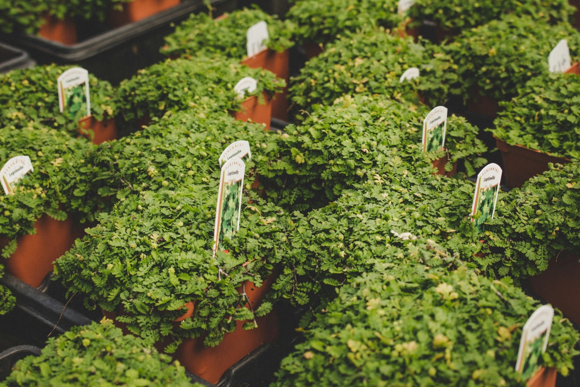 Seguimos a vida de uma planta desde que chega a sua casa e partilhamos dicas naturais para o seu desenvolvimento saudável