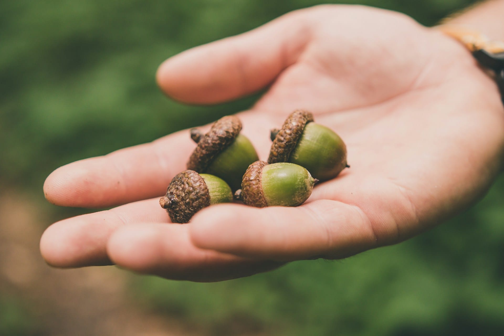 Benefícios e utilizações da bolota portuguesa para incorporar nas refeições snacks e bebidas 