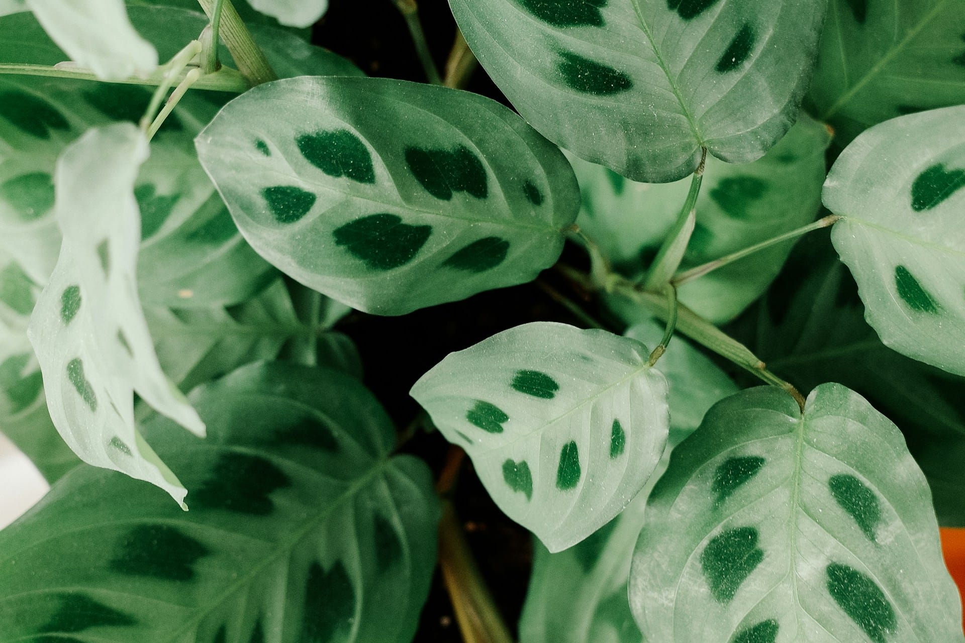 Conheça uma lista de plantas seguras para ambientes partilhados com cães e gatos