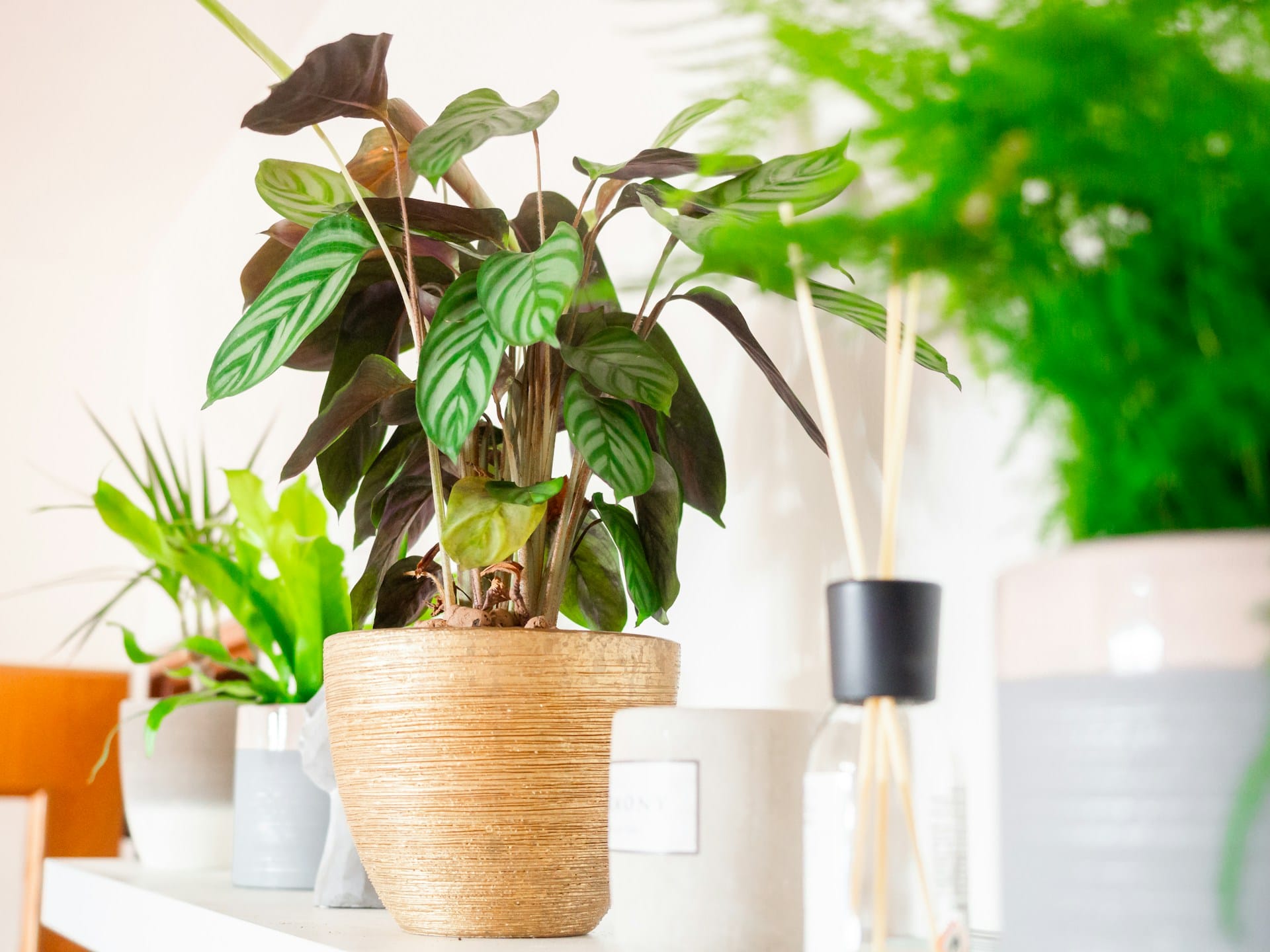 Conheça uma lista de plantas seguras para ambientes partilhados com cães e gatos