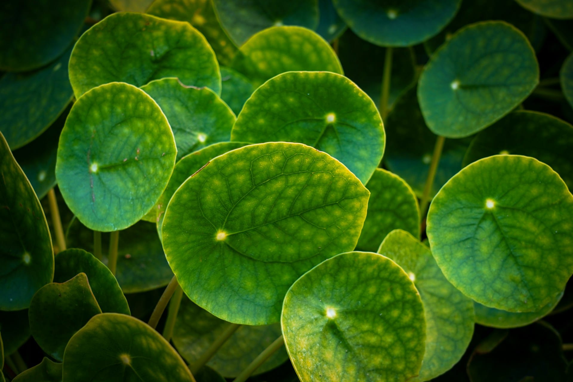 Conheça uma lista de plantas seguras para ambientes partilhados com cães e gatos