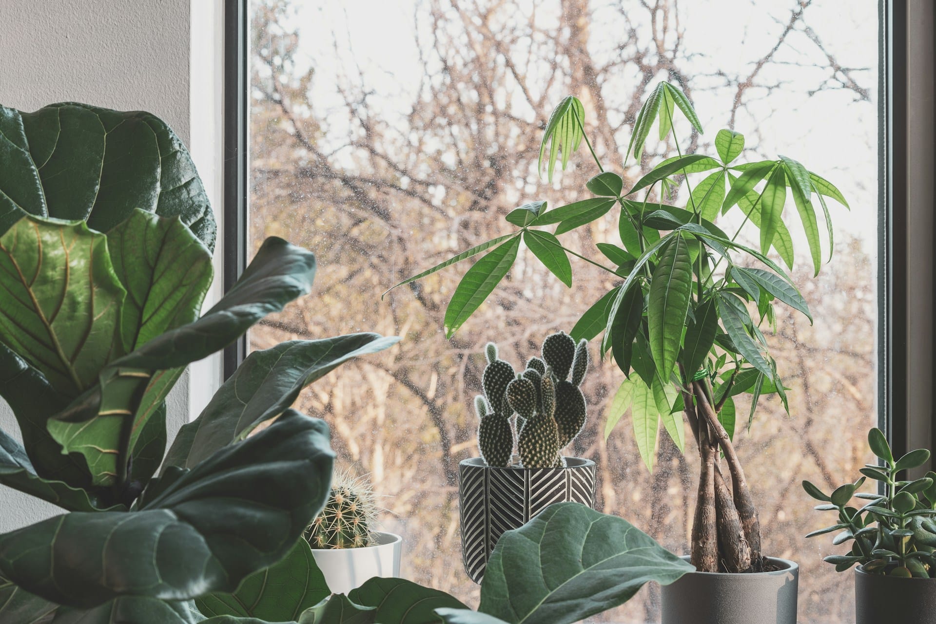 Conheça uma lista de plantas seguras para ambientes partilhados com cães e gatos