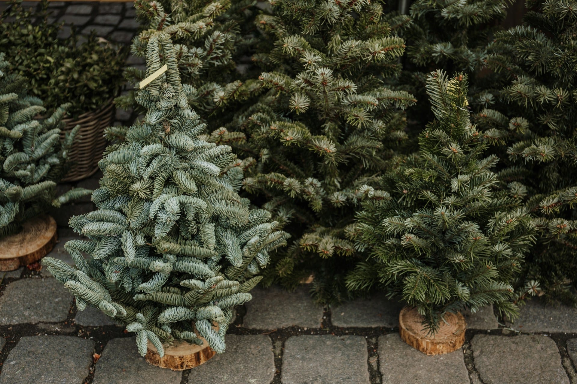 Saiba como alugar um pinheiro de Natal e contribuir para ajudar uma causa nacional