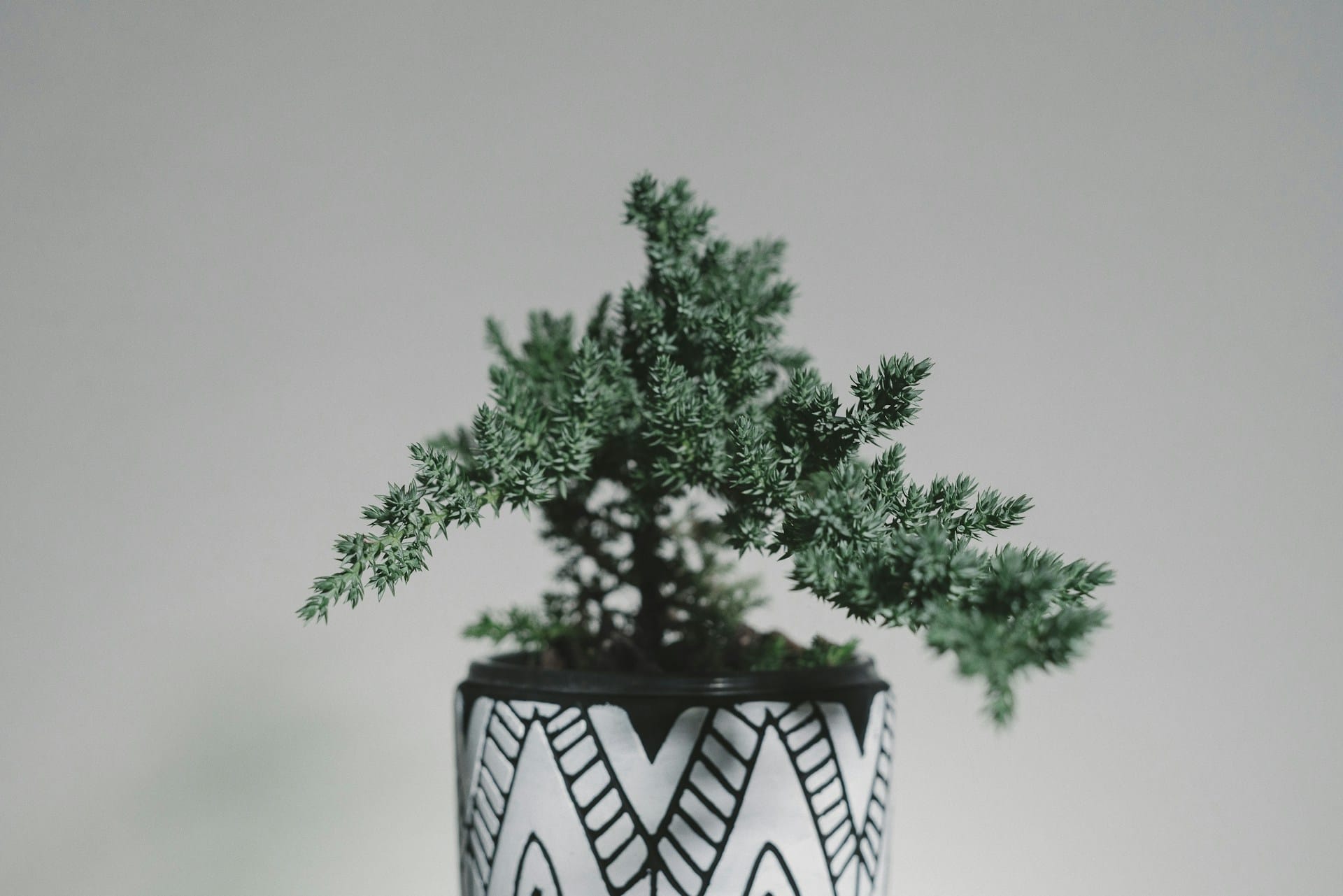 Substitua a árvore de Natal nova por um arbusto ou planta comprada ou que já tem