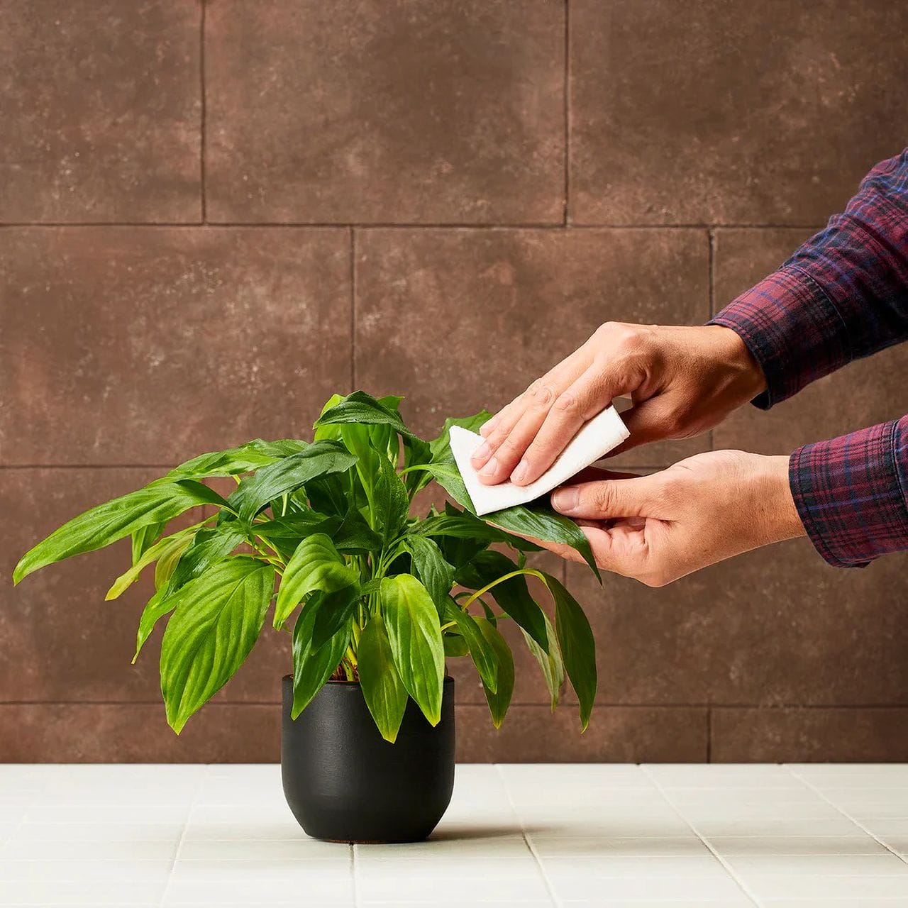 Saiba como identificar pragas e o que fazer de forma natural para manter as suas plantas saudáveis ao longo do tempo