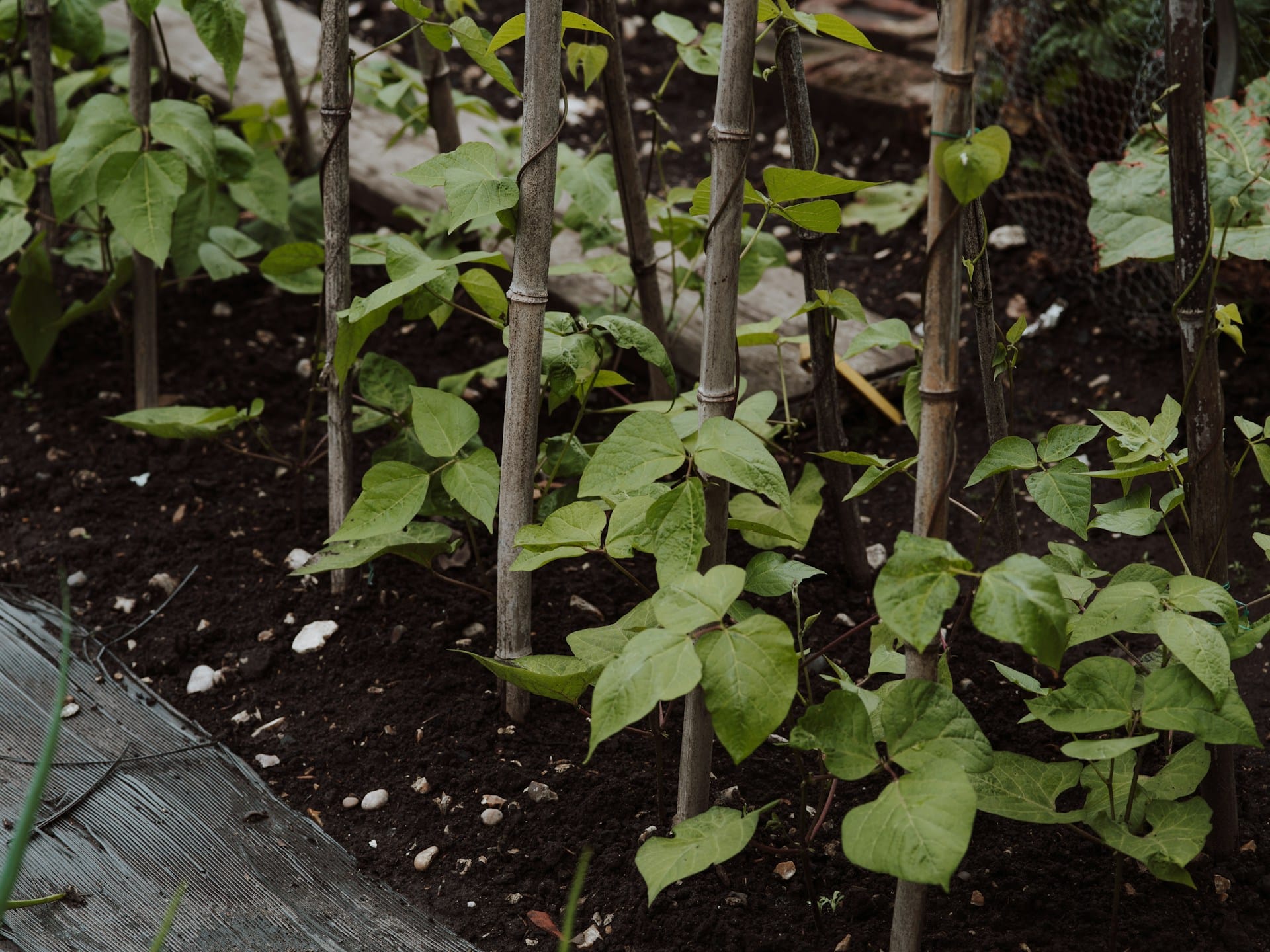 Saiba como cuidar do solo do seu jardim e hortas incluindo em vasos durante todo o ano para cultivos e flores mais produtivas e saudáveis