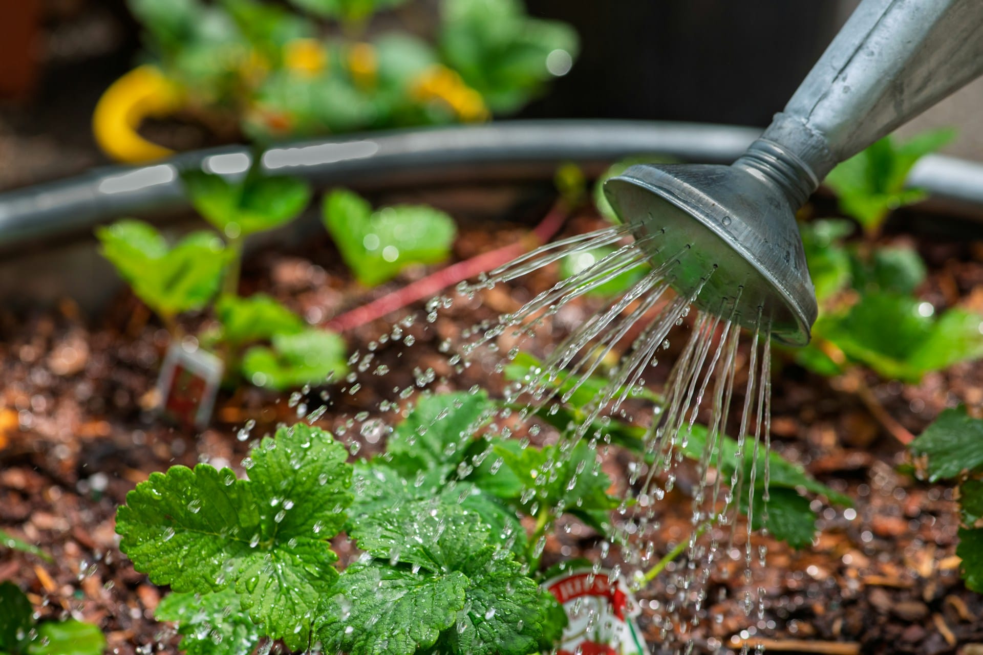 Dicas para regar a sua horta ou jardim mesmo em época chuvosa e fria 