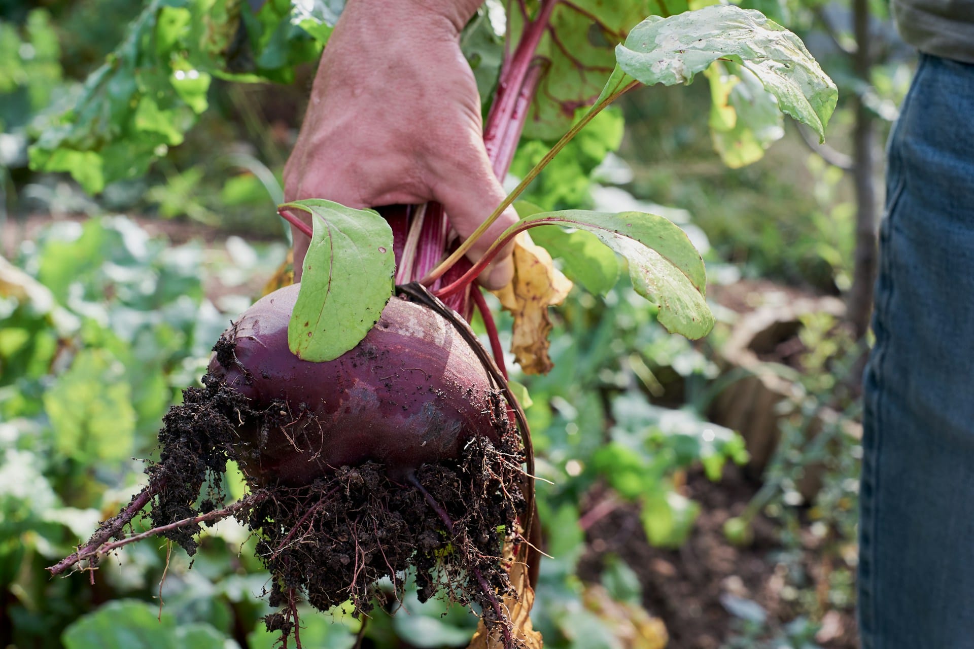 Como cuidar do solo da sua horta e jardim, dicas sobre rega plantação proteção e fertilização para manter os solos saudáveis e protegidos todo o ano