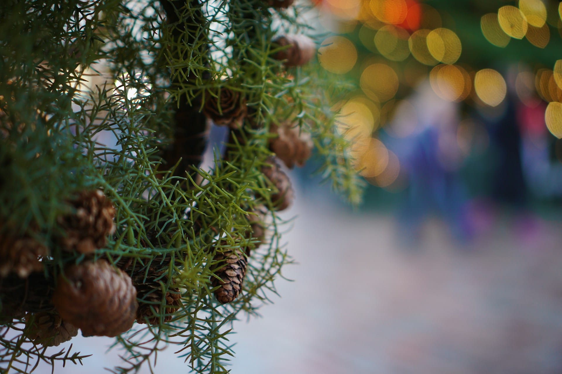 Aprenda a criar uma coroa decorativa de Natal com materiais frescos ou secos e compreenda a sua durabilidade