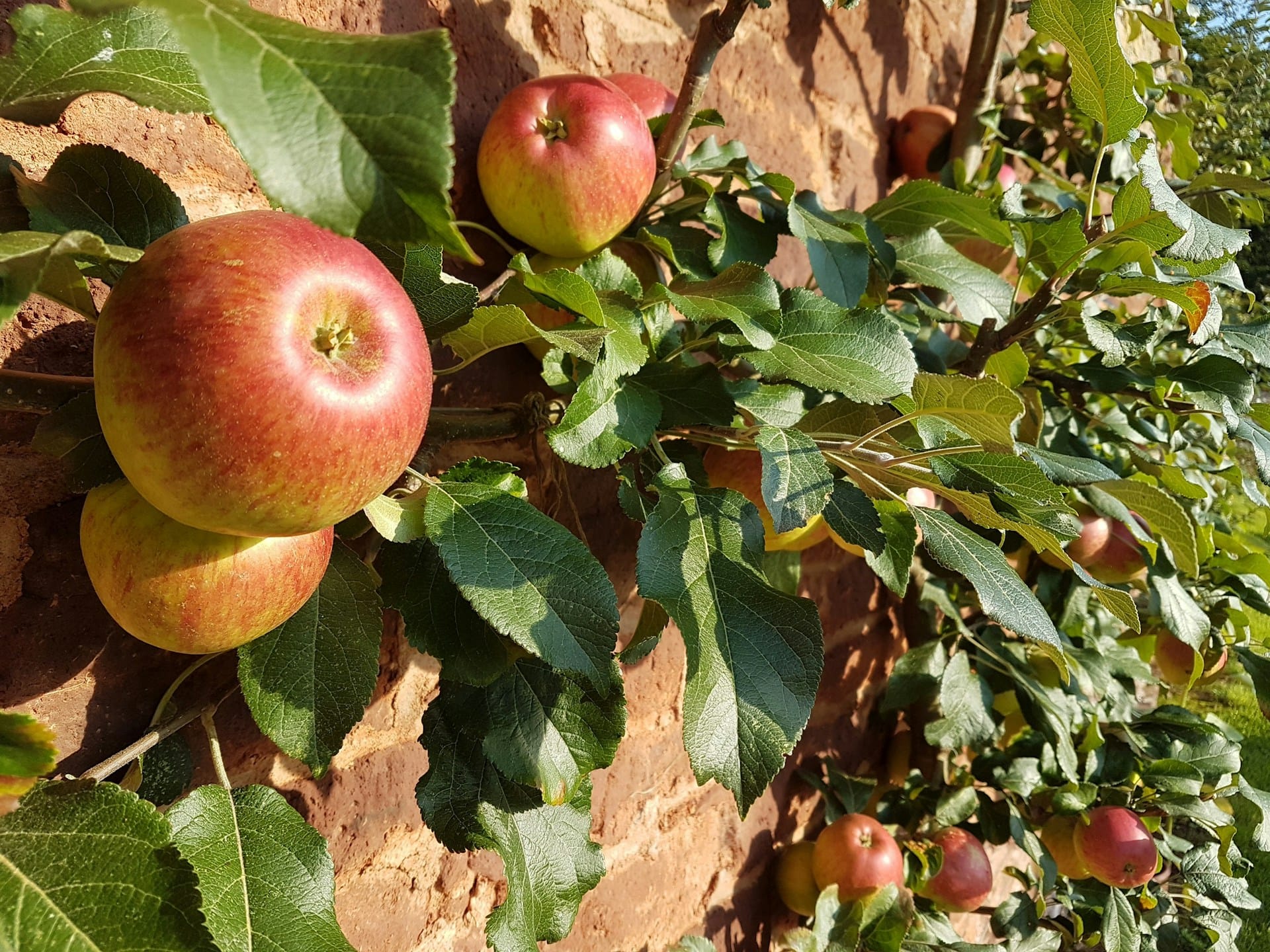 O que plantar em janeiro de árvores de fruto e arbustos produtivos neste mês