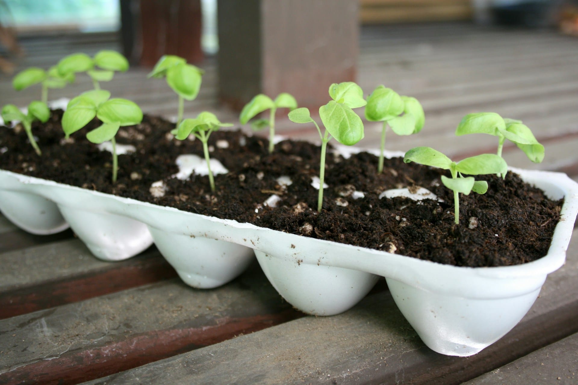 Sugestões de suportes para germinar as suas sementes, poupe no ato de germinar as suas plantas com suportes criativos e reutilizados