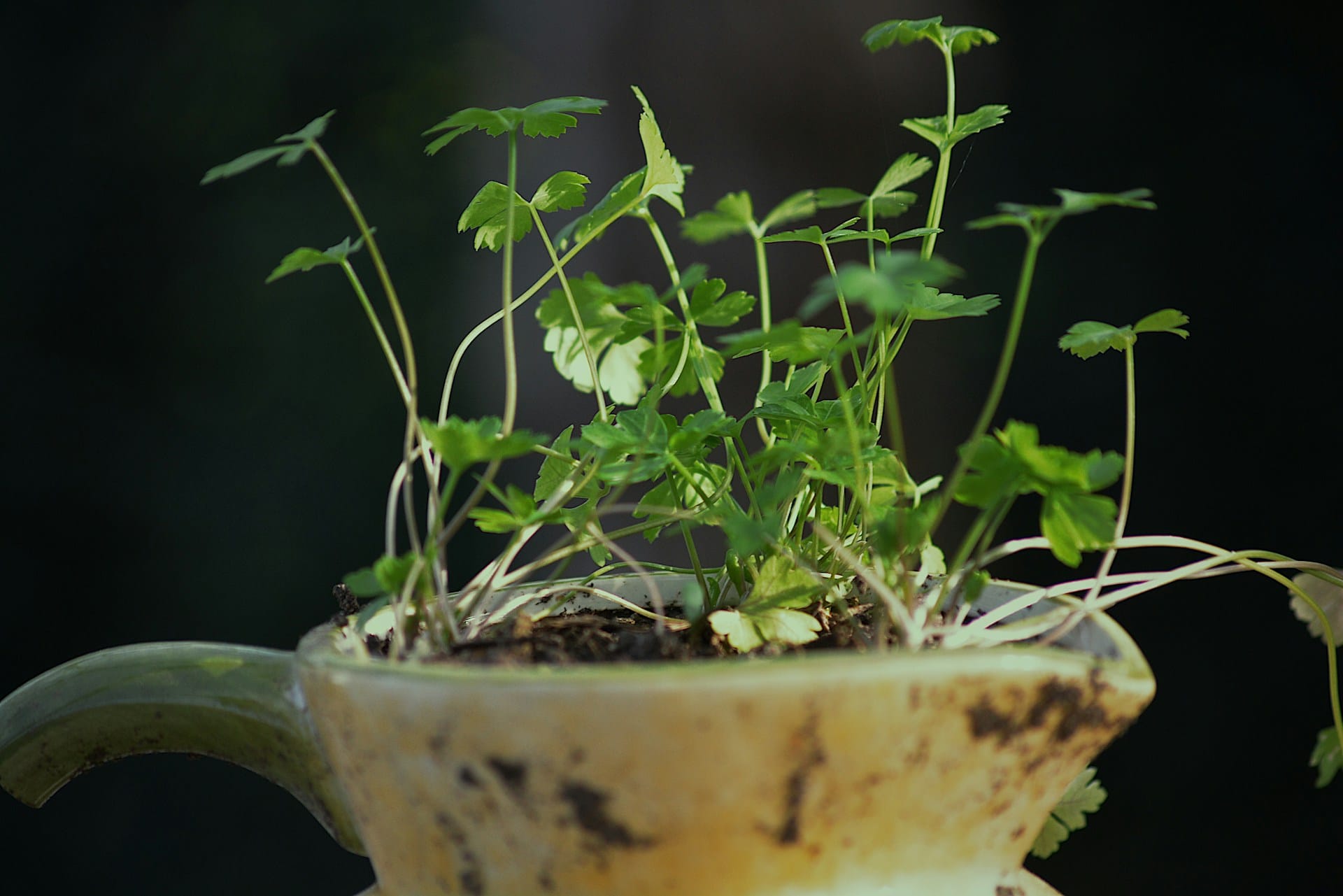 Como reutilizar recipientes para plantar os seus germinados e ajudar as suas plantas a desenvolverem-se saudáveis