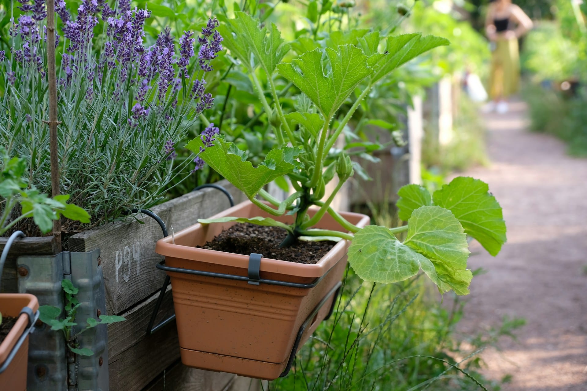 Como preencher os vasos com camadas que permitirão um bom desenvolvimento às suas plantas e como manter a produção constante ao longo do ano