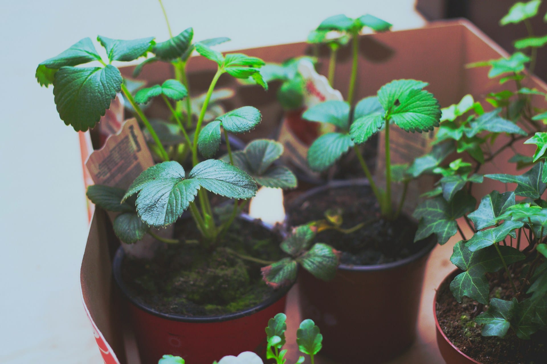 Como a rega das plantas em vaso deve ser diferente das plantas em solo e como deve cuidar delas e protegê-las do sol excessivo