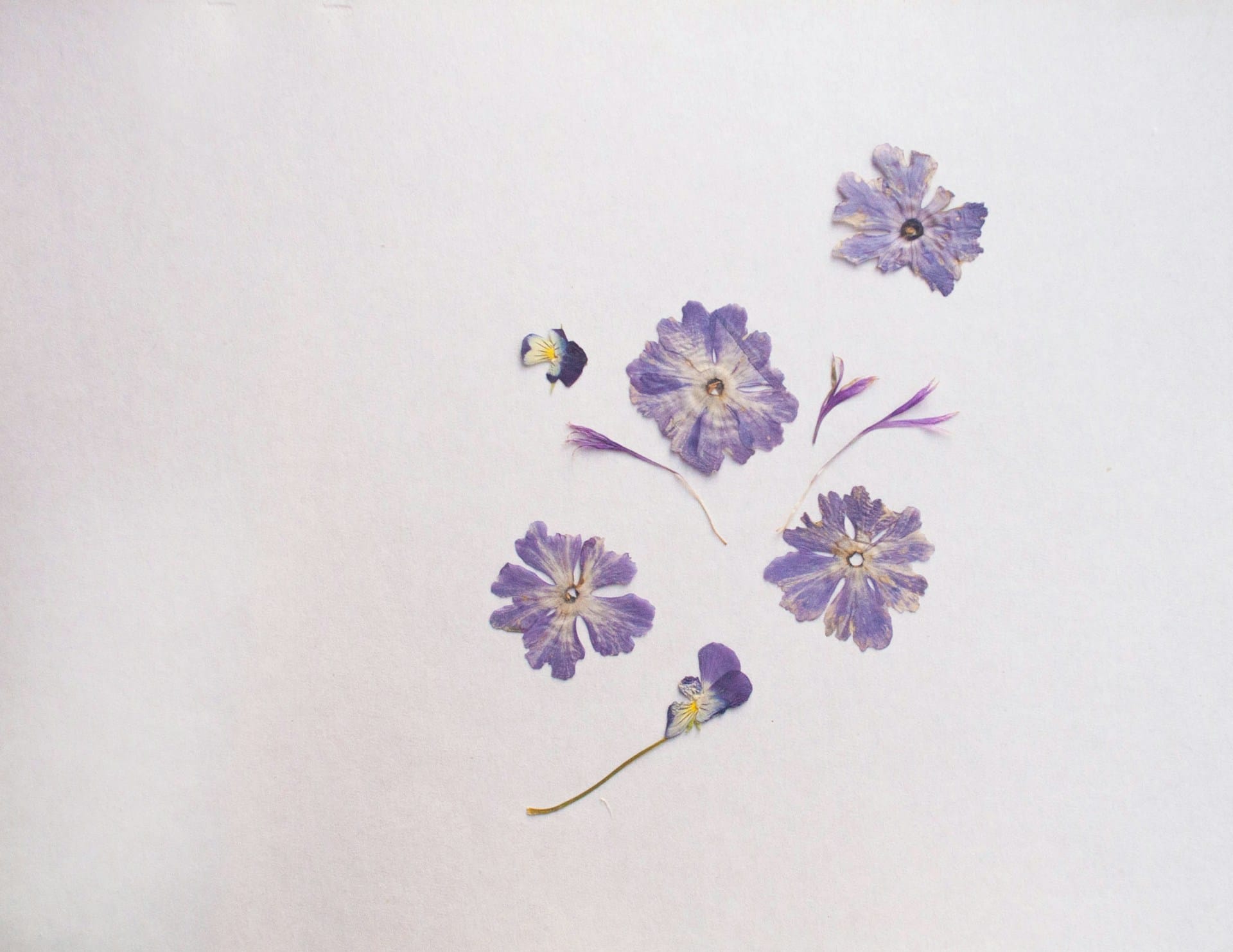 partilhamos 4 métodos de secagem de flores em casa que podem ser feitas por todos sem equipamentos especiais e para um resultado durável e sustentável