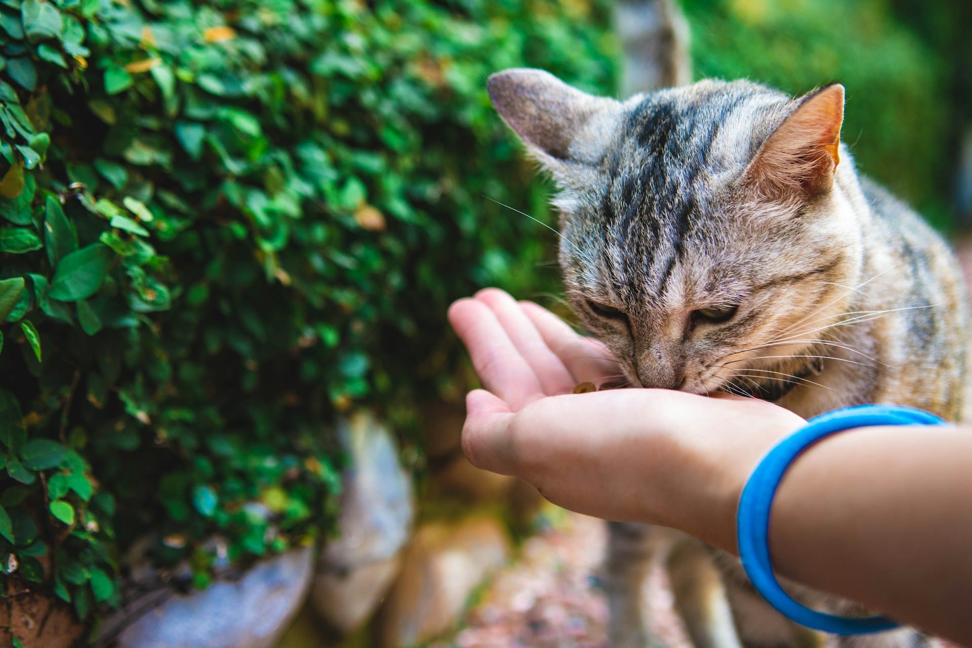 4 receitas simples de snacks para gatos, aprenda a criar biscoitos e gelados saudáveis e sustentáveis para deliciar o seu gato