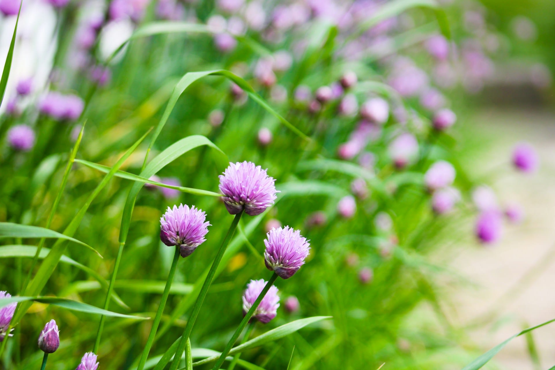 Conheça as ervas aromáticas que pode semear neste mês de abril para utilizar na sua cozinha e em fins medicinais