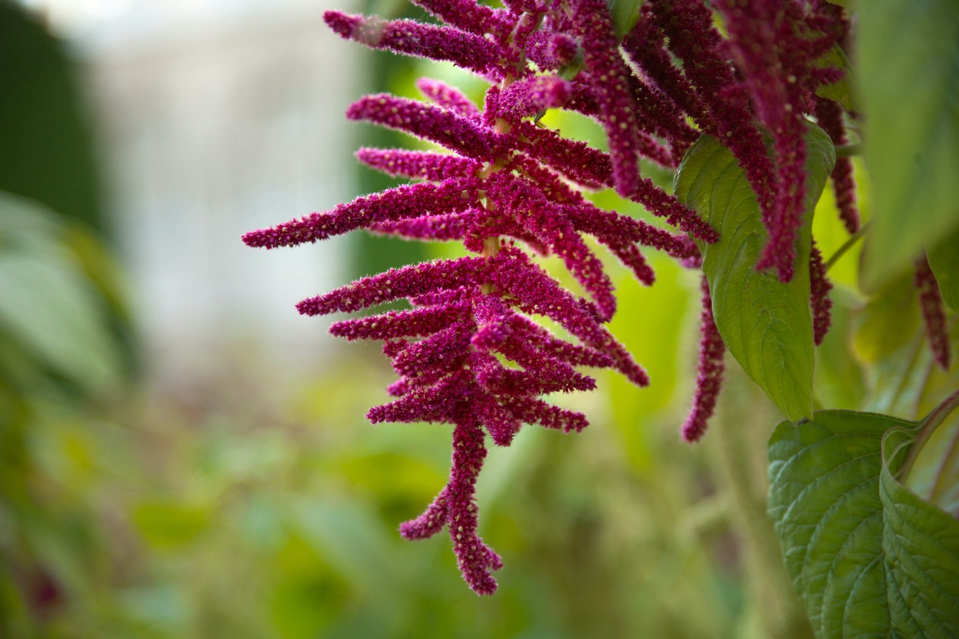 Conheça a lista de flores comestíveis com propriedades medicinais e auxiliares para a horta e jardim e plante um jardim utilitário e florido