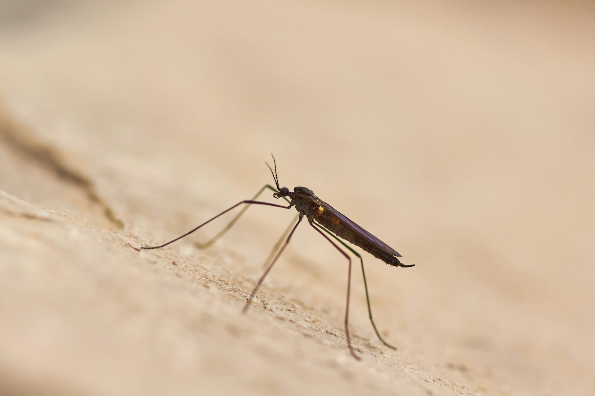Como prevenir e repelir insetos e mosquitos de picar e como aplicar cosmética natural em picadas de insetos e prevenir piolhos naturalmente