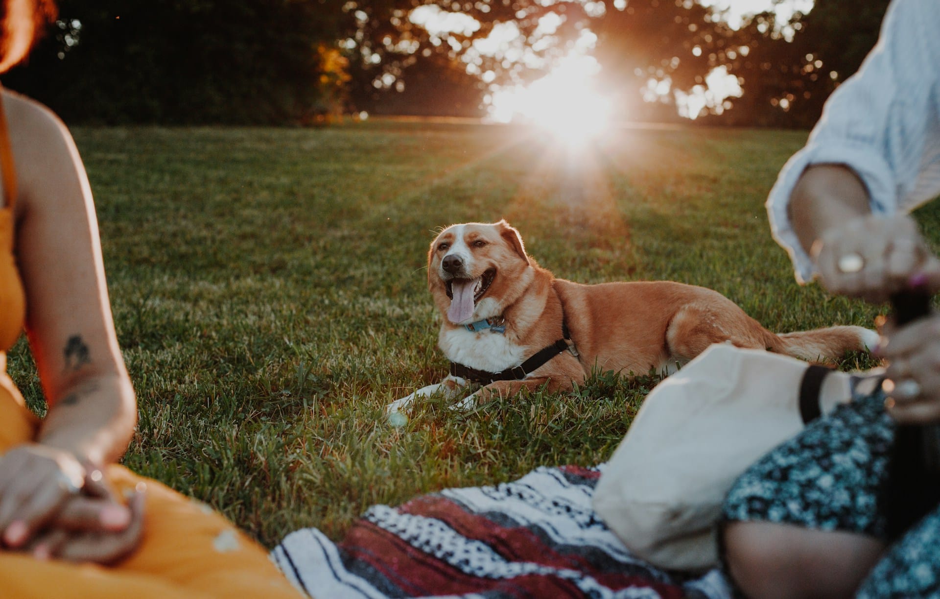 Sugestões e dicas para se fazer acompanhar do seu companheiro de quatro patas em piqueniques