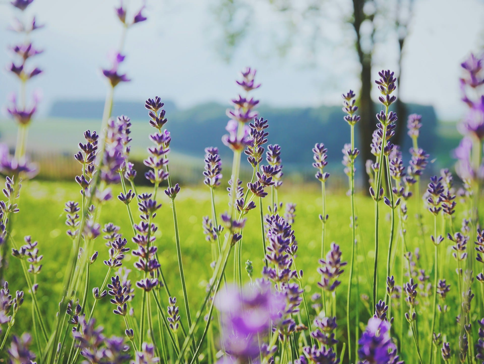 Como utilizar a lavanda alfazema e lavandim para repelir mosquitos de forma natural