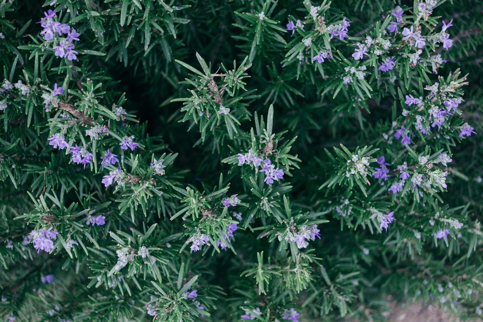 Como utilizar o alecrim como repelente natural de mosquitos