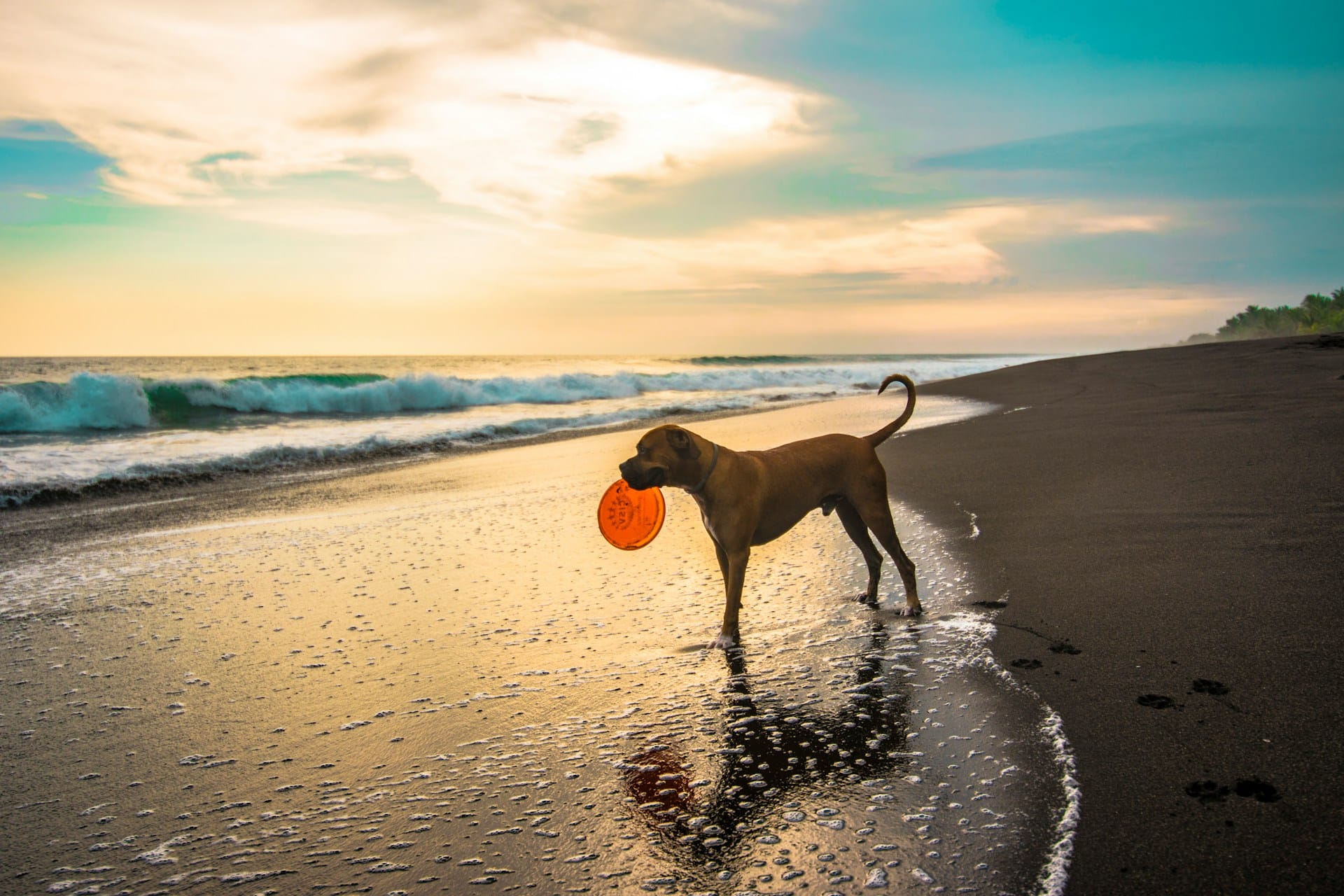 Sugestões para a praia para mulheres com menstruação fumadores e a companhia de cães